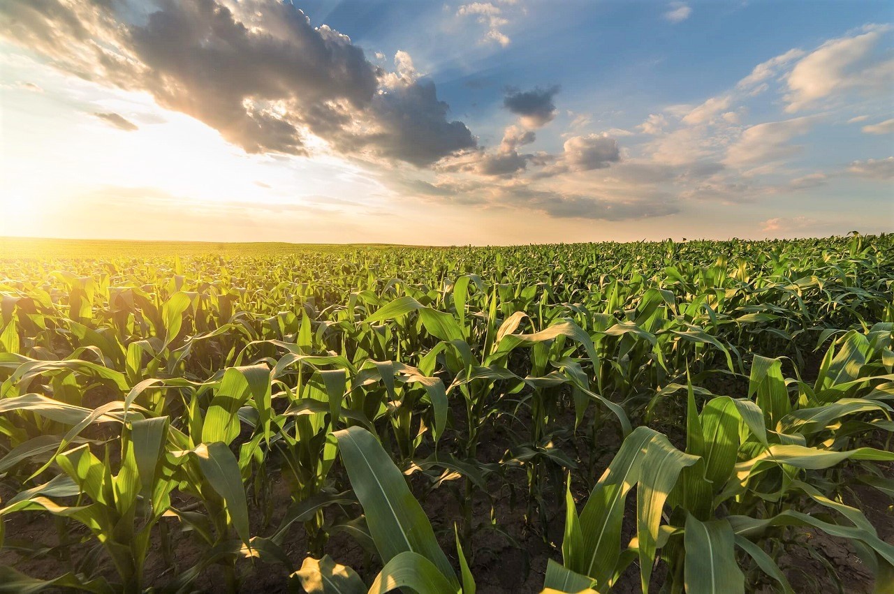 Cotações Agrícolas