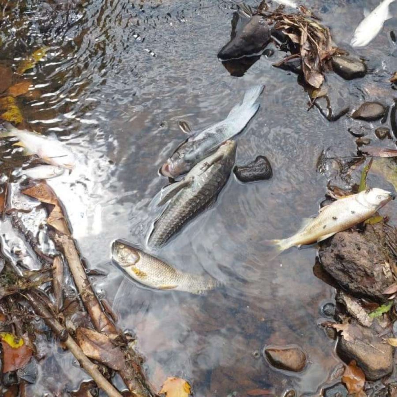 Morte de peixes mobiliza órgãos ambientais em Vila Maria