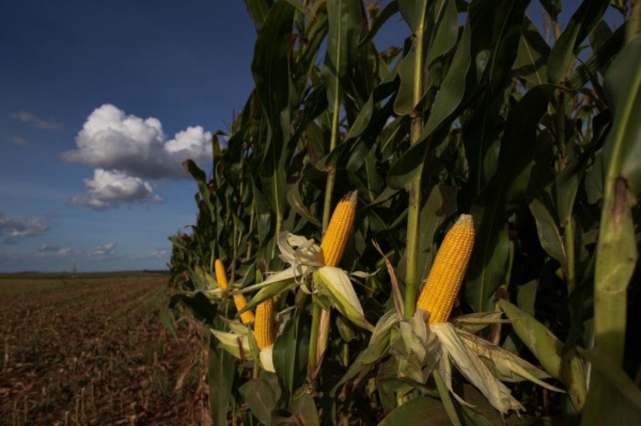 Cotações Agrícolas