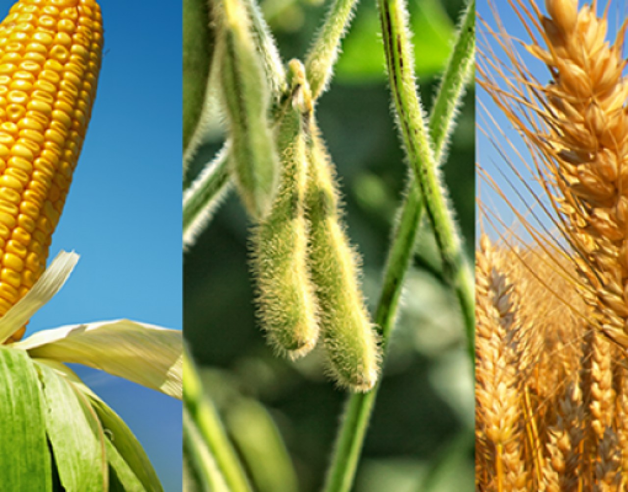 Cotações Agrícolas