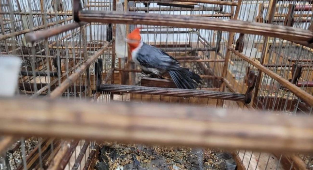 PATRAM flagra aves silvestres nativas mantidas em cativeiro em Sananduva