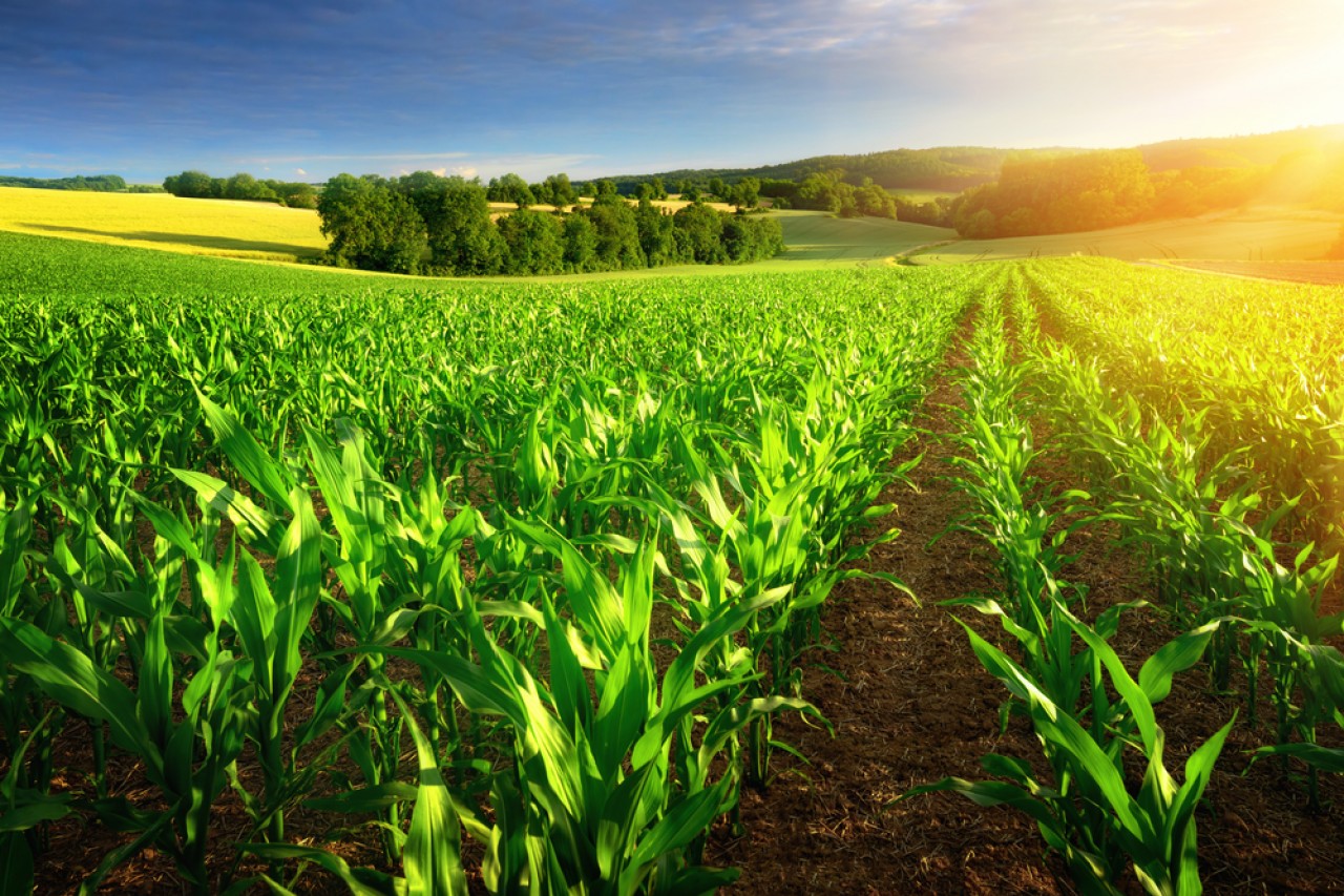 Cotações Agrícolas