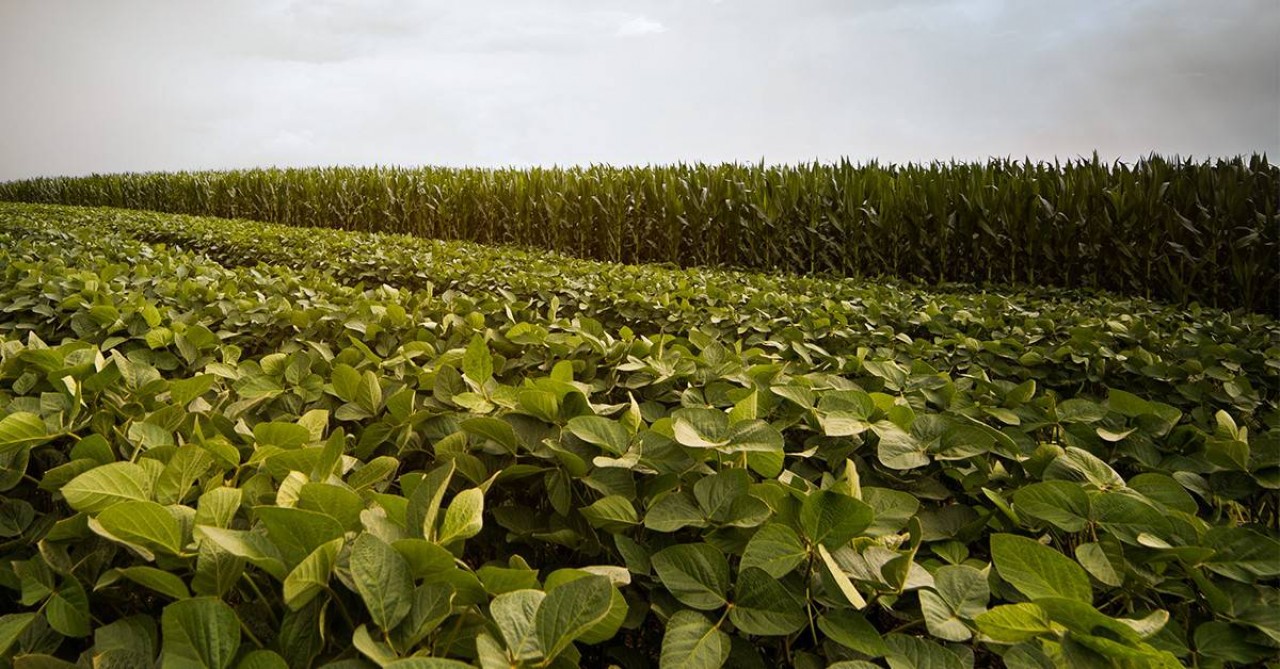 Cotações Agrícolas