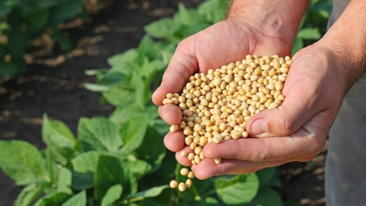 Cotações Agrícolas