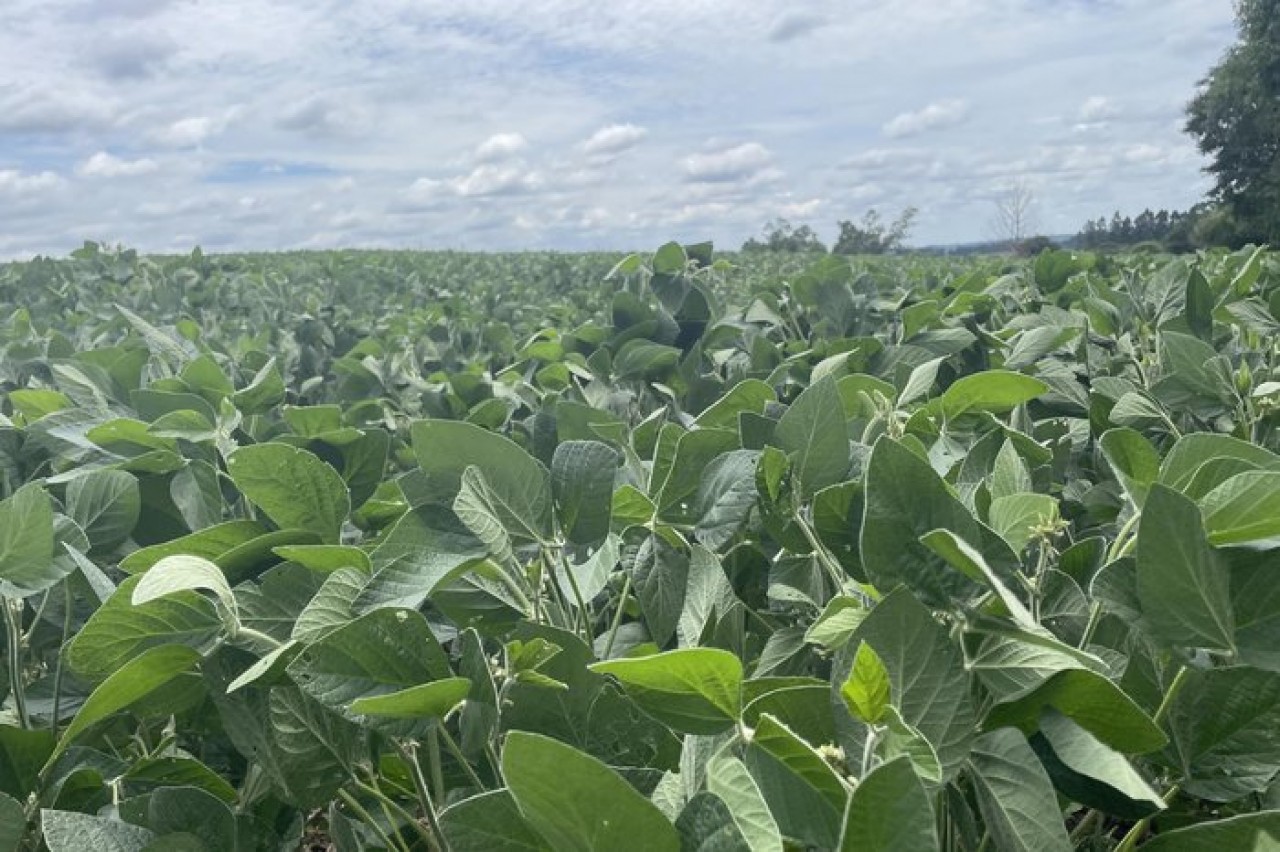 Pouca chuva em janeiro deixa produtores de soja em alerta no norte do RS