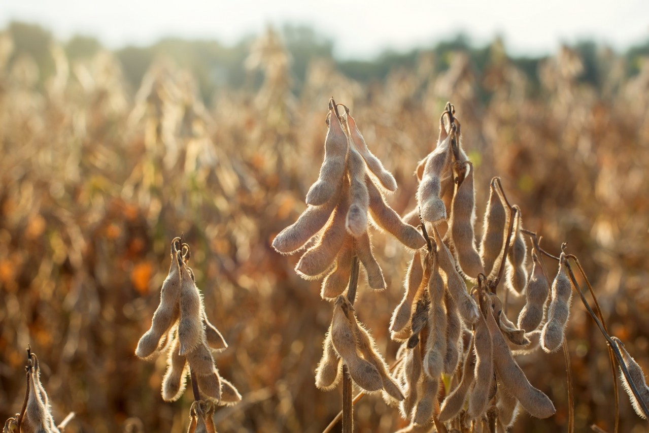 Cotações Agrícolas