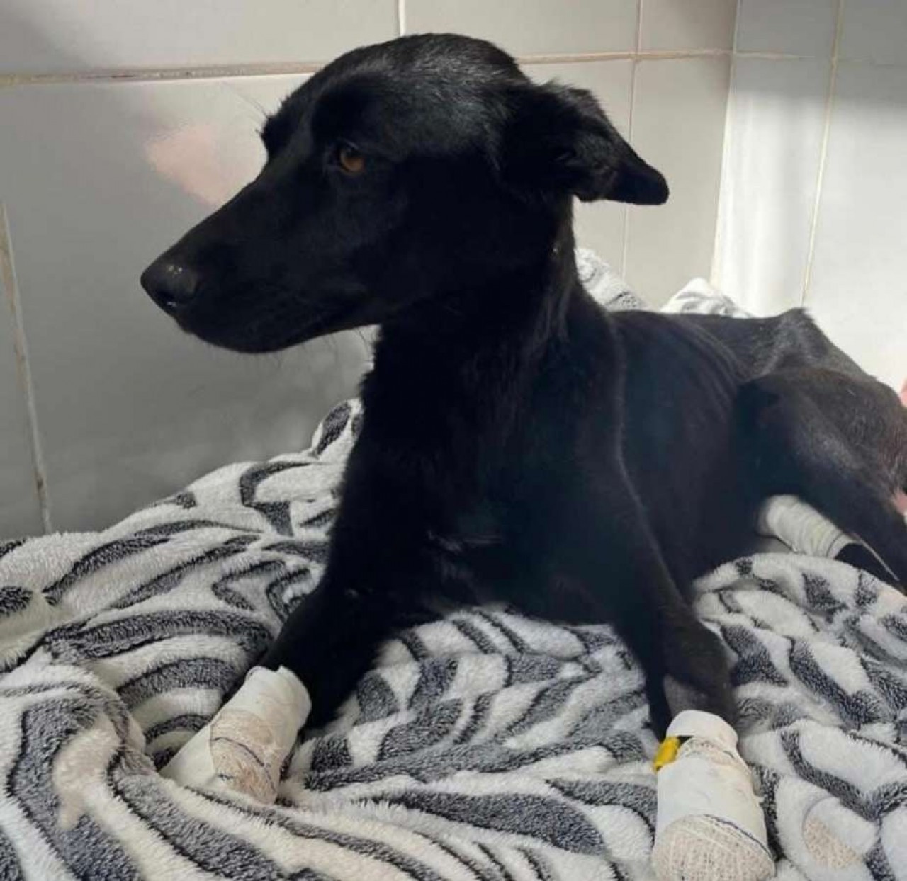 Grupo arrecada doações para cadela vítima de maus-tratos em Caseiros