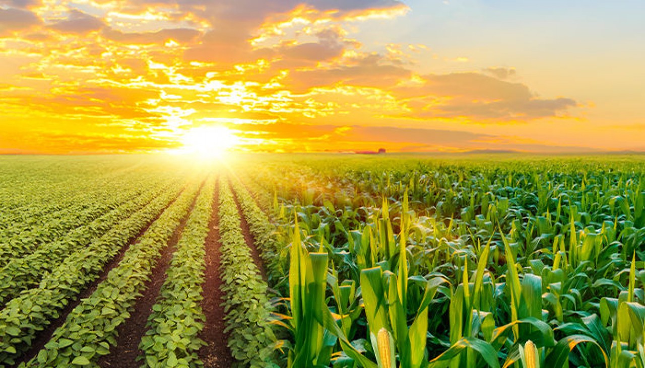 Cotações Agrícolas