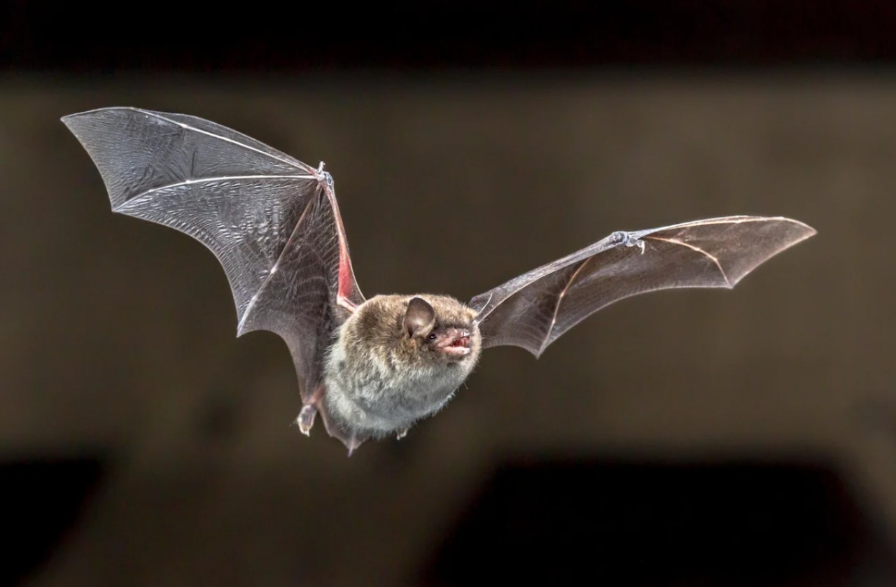 Inspetoria confirma morte de bovino por raiva herbívora em Sananduva