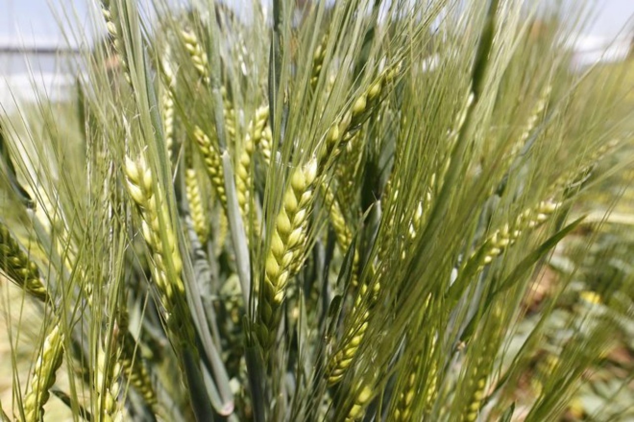 Cotações Agrícolas